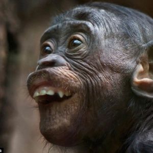 Meet your Posher, Joe